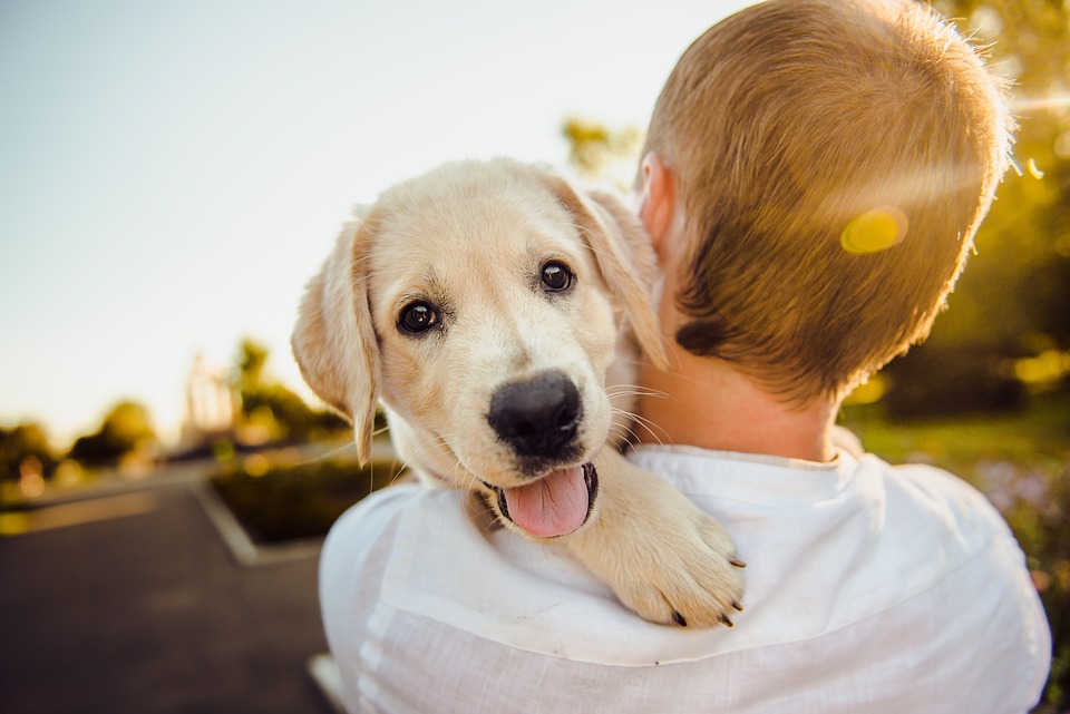 Chien%20calin2.jpg