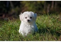 Pourquoi mon chien mange-t-il de l’herbe ?