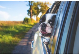 Partir en voyage avec son chien : guide complet pour une expérience inoubliable