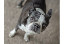 BOSTON TERRIER