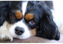 Cavalier King Charles