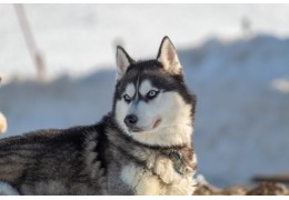 Le Husky Sibérien: Le Chanteur de Minuit et Voleur de Chaussettes !