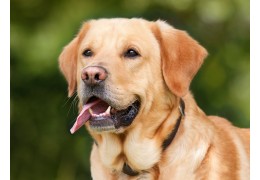 Harnais Truelove : Confort et Sécurité Optimaux pour Votre Labrador Actif