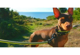 Harnais ou collier pour chien : quelle est la meilleure solution ?